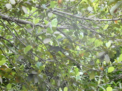 Setophaga discolor