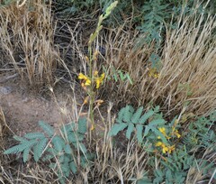 Hoffmannseggia glauca