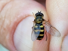 Metasyrphus