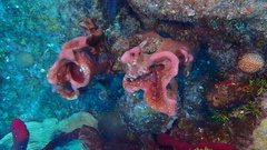 Petrosia pellasarca