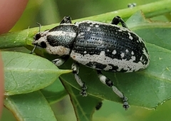 Eudiagogus rosenschoeldi