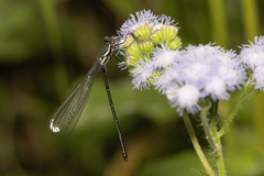 Austroargiolestes icteromelas