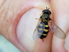 Metasyrphus