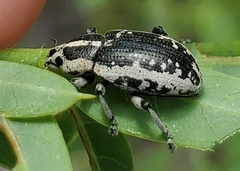 Eudiagogus rosenschoeldi