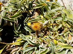 Inula candida