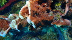 Petrosia pellasarca