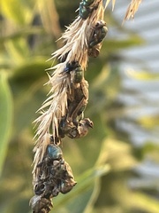 Entomophthora muscae