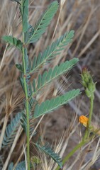 Hoffmannseggia glauca