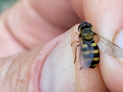 Metasyrphus