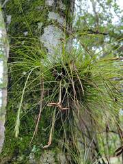 Tillandsia setacea