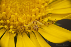 Thomisidae