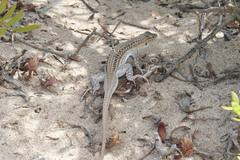 Acanthodactylus erythrurus