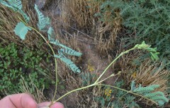 Hoffmannseggia glauca