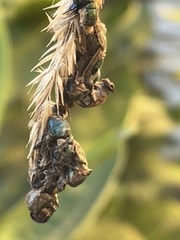 Entomophthora muscae