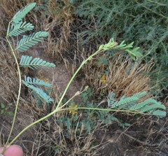 Hoffmannseggia glauca