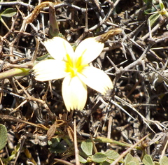 Lactuca alpestris