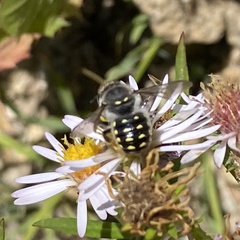 Anthidium maculosum