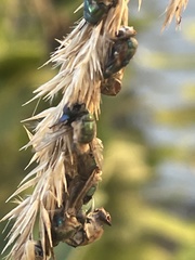 Entomophthora muscae