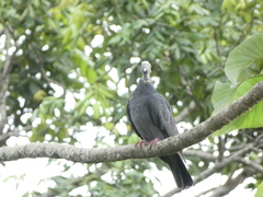 Patagioenas leucocephala