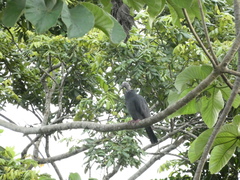 Patagioenas leucocephala