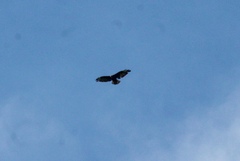 Buteo brachyurus