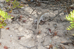 Acanthodactylus erythrurus