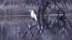Ardea cocoi