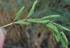 Hoffmannseggia glauca