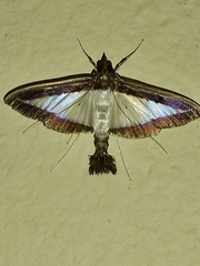 Diaphania hyalinata