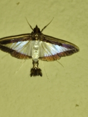 Diaphania hyalinata