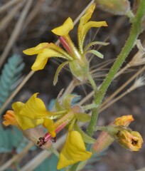 Hoffmannseggia glauca