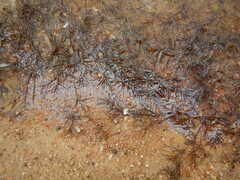 Gallionellaceae