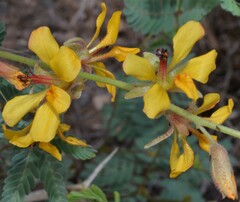 Hoffmannseggia glauca