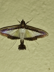 Diaphania hyalinata