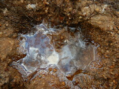 Gallionellaceae