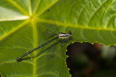 Austroargiolestes icteromelas