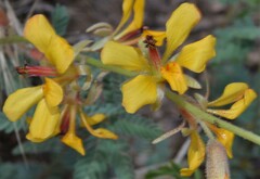 Hoffmannseggia glauca