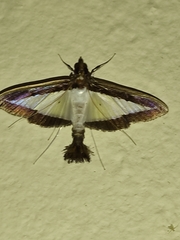 Diaphania hyalinata