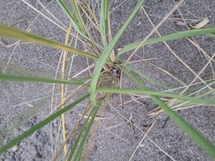 Ammophila breviligulata