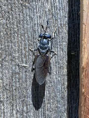 Hermetia illucens