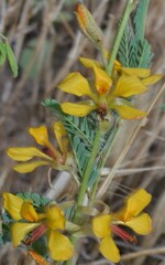 Hoffmannseggia glauca