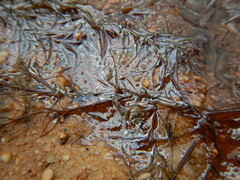Gallionellaceae