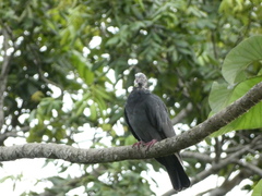 Patagioenas leucocephala