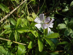 Sidalcea calycosa rhizomata