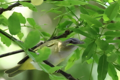 Vireo flavoviridis
