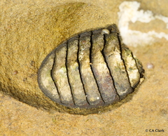 Polyplacophora