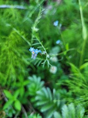 Myosotis sylvatica