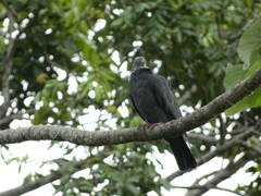 Patagioenas leucocephala