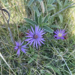 Symphyotrichum sericeum