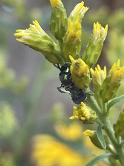 Entomophthora muscae